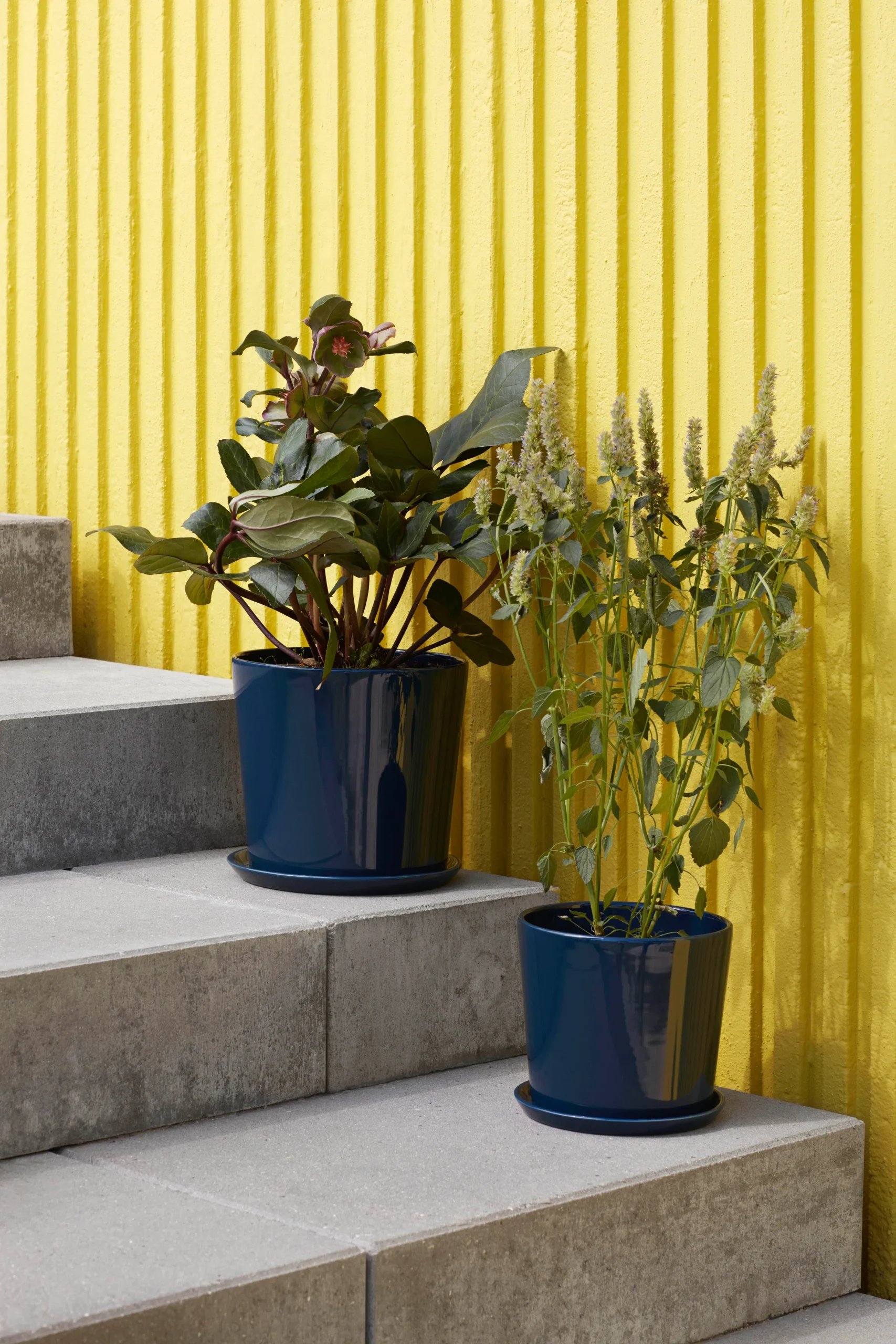 Hay Pot Botanical Family XL Ø22 Cm 6 Hay Pot Botanical Family XL Ø22 Cm – Image 4