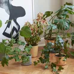 Hay Pot Botanical Family -Hay Magasin botanical family galleri 4 f245c96f81